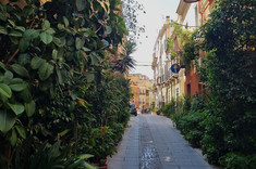 Wąska uliczka w historycznej zabudowie miejskiej. Ściany budynków ukryte za ścianą intensywnej zieleni.