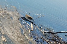 Odpady na brzegu rzeki Wisłok.