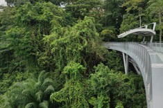 Zdjęcie: most dla pieszych całkowicie zatapia się w końcowym fragmencie w ścianę bujnej zieleni.